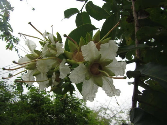 Duabanga Grandiflora Tropical Tree Large Flowers – Hardy Fruit Tree Seeds