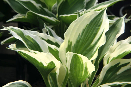 Patriot Hosta – Hardy Perennial Garden Flower Seeds