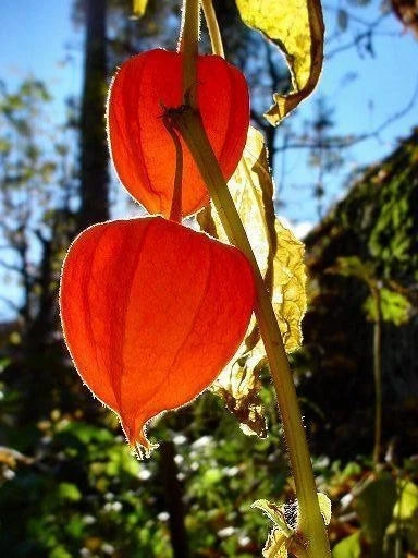 Chinese Lantern Physalis – Garden Flower Seeds