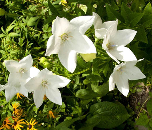 Balloon Flower White Platycodon Grandiflorus – Hardy Garden Flower Seeds