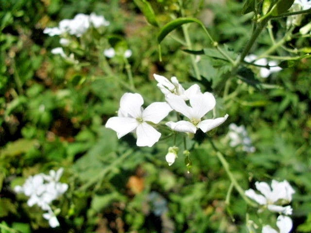 White Flowered Money Plant Lunaria Annua – Wildflower Garden Seeds