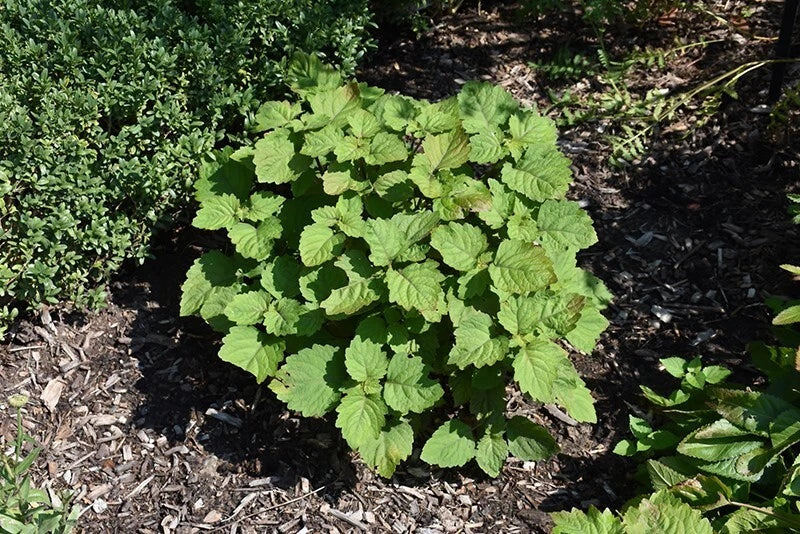 Patchouli Pogostemon Cablin – Fragrant Perennial Herb Seeds