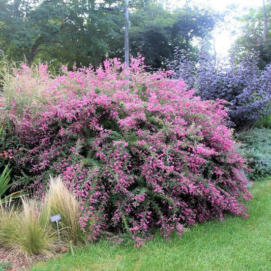 Lespedeza Bicolor – Hardy Bush Clover Shrub Flower Seeds