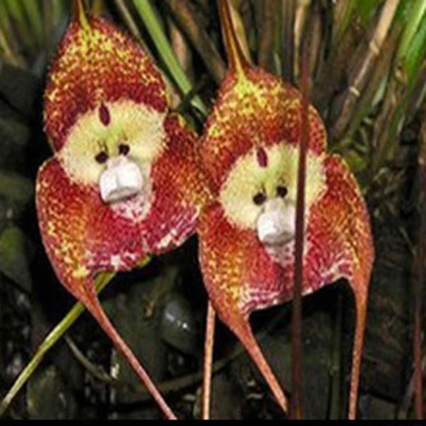 Rare Monkey Face – Garden Flower Seeds