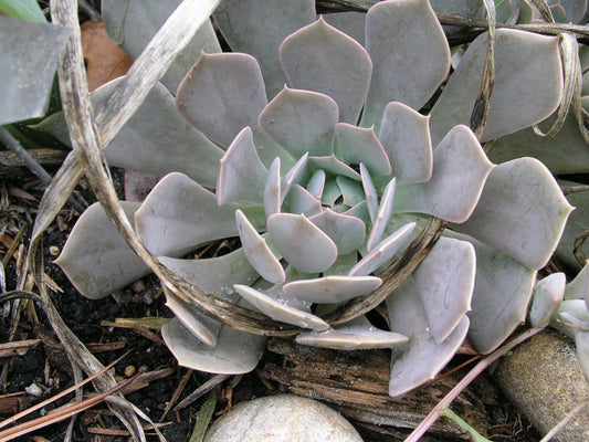 Echeveria Runyonii Crassulaceae Seedum Succulent