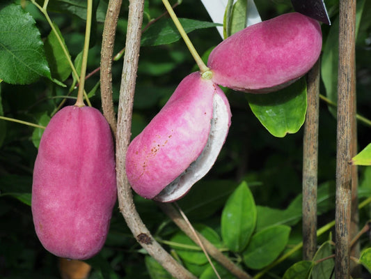 Stuantonia Latifolia – Fragrant Edible Sausage Fruit Vine Seeds