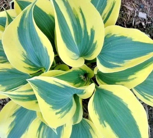 Ben Vernooy Hosta Hosta Ben Vernooy – Hardy Perennial Garden Flower Seeds