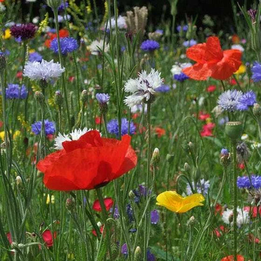 Annual Flower Mix – Colorful Garden Flower Seeds