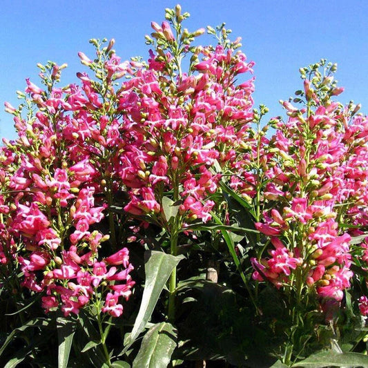Penstemon Hartwegii – Colorful Garden Flower Seeds