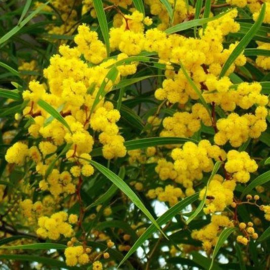 Acacia Confusa Formosa Wattle Southeast Asia Tree - Garden Flower