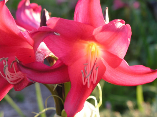 Crinum Lily Sunbonnet Small-Size Bulb New Largest Bulb We Sell Wow