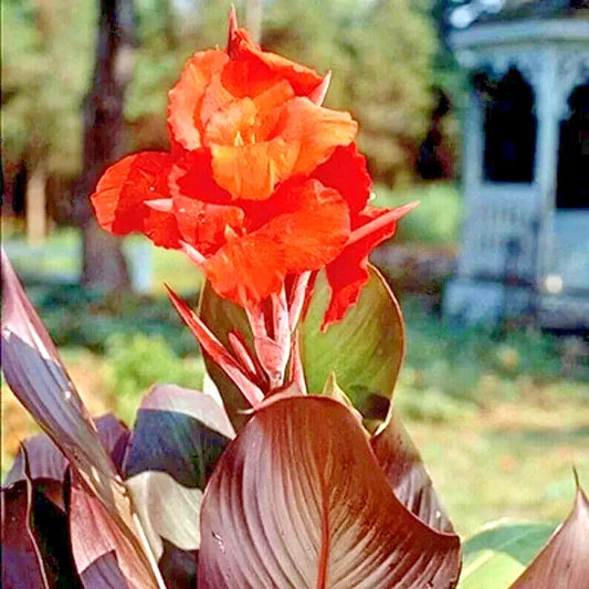 Purple Leaf Canna – Orange Flowering Garden Flower Seeds