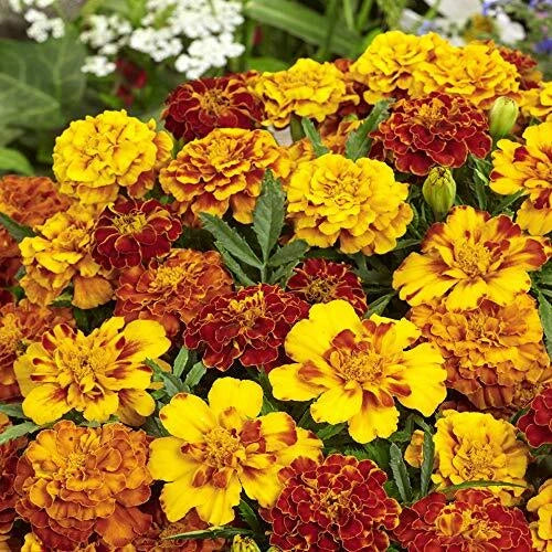 French Marigold Tagetes Patula – Colorful Garden Flower Seeds