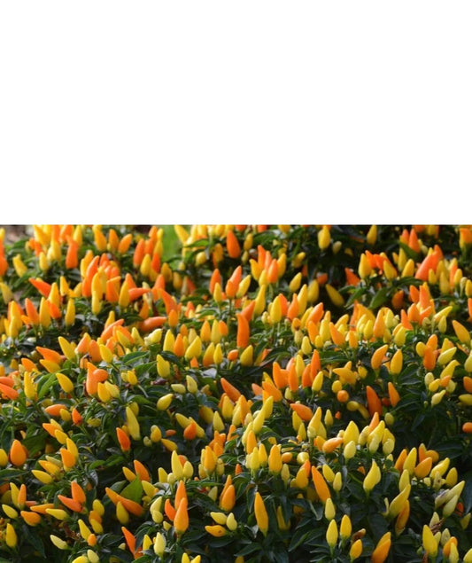 Sedona Sun Pepper – Colorful Garden Vegetable Seeds