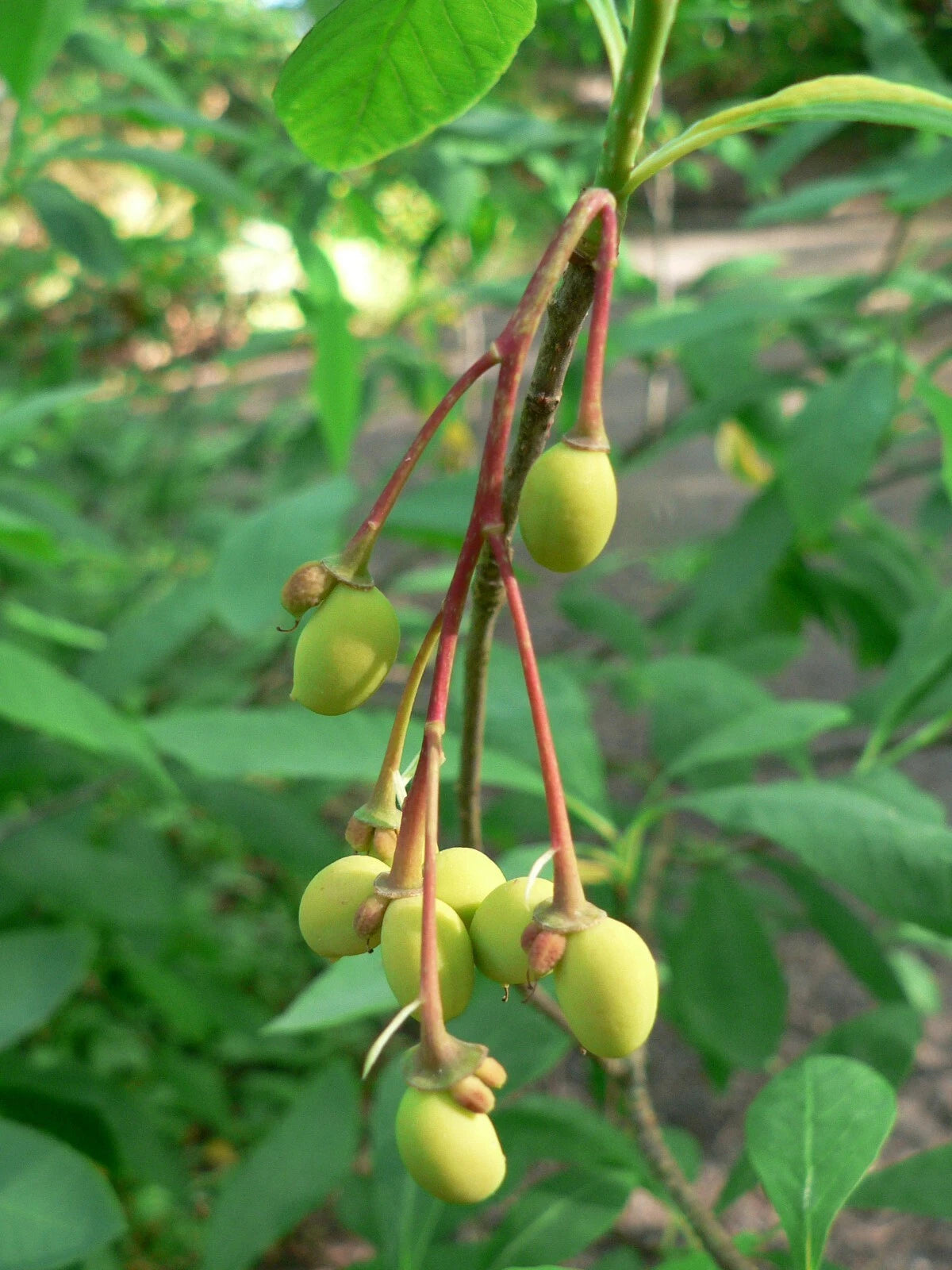 Indian Plum Oemleria Cerasiformis – Hardy Fruit Tree Seeds