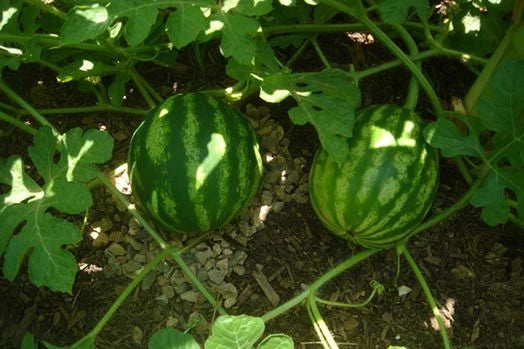 Watermelon Crimson Sweet – Garden Fruit Seeds