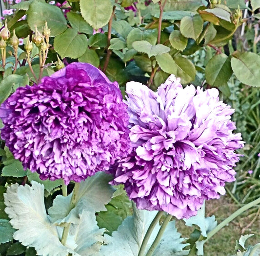 Polyphyll Purple Tree Peony Paeonia Suffruticosa – Perennial Flower Seeds
