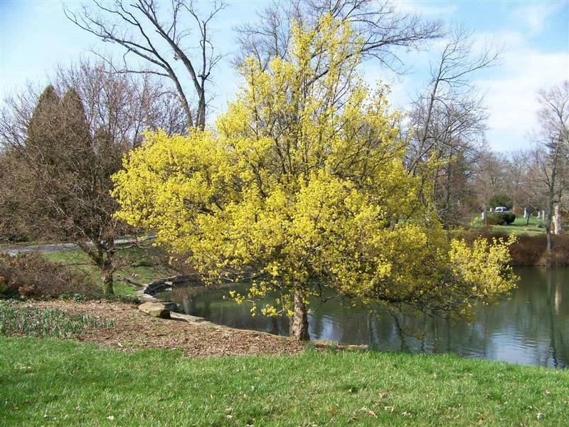 Cornus Officinalis – Dogwood Cornelian Cherry Tree Seeds