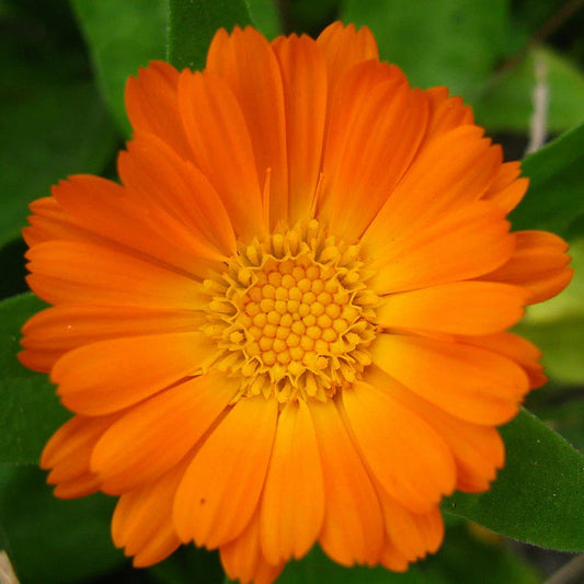 Calendula Officinalis Pot Marigold Annual Flower Seeds