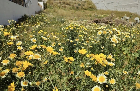 Garland Daisy Glebionis Coronaria – Colorful Garden Flower Seeds