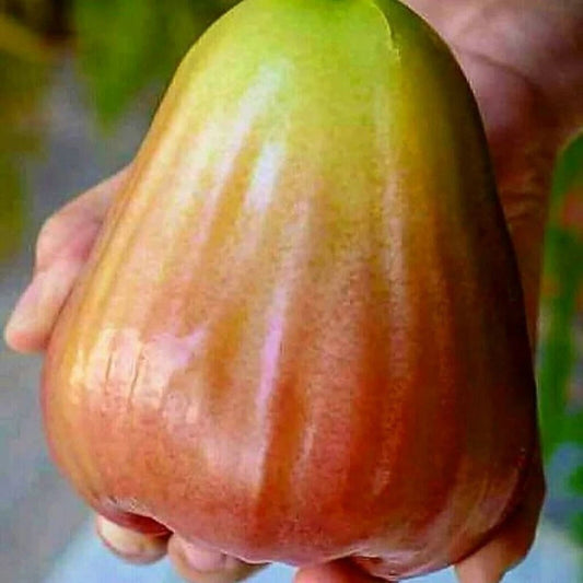 Syzygium Aqueum King Rose – Fruit Tree Seeds