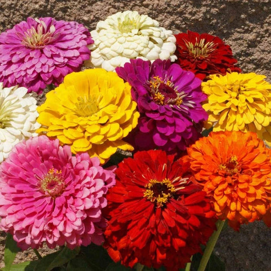 Dahlia Flowered Mixed Zinnia Colorful Wildflower Garden Seeds