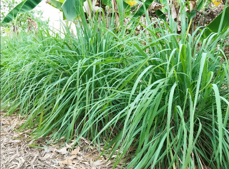 West Indian Lemongrass Cymbopogon Citratus – Herb Seeds