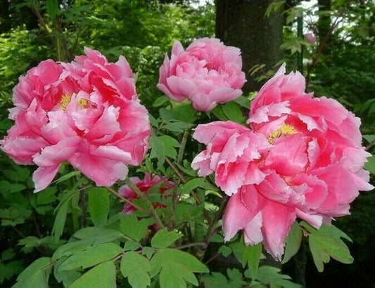 Pink Tree Peony Paeonia Suffruticosa Moutan – Perennial Flower Seeds