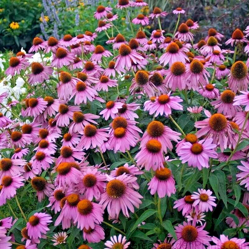 Magnus Purple Coneflower Echinacea Purpurea – Perennial Garden Flower Seeds