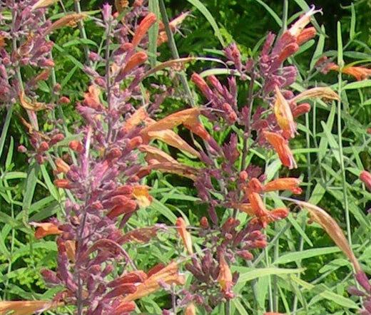 Agastache Agastache Aurantiaca – Apricot Sprite Fragrant Flower Seeds