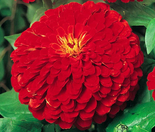 Zinnia Zinnia Elegans – Cherry Queen Flower Seeds