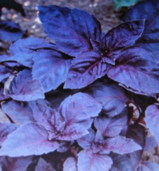 Dark Opal Basil – Garden Herb Seeds for Planting