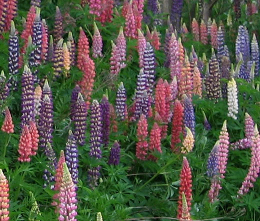 Lupine Lupinus Polyphyllus Russell – Perennial Mixed Color Flower Seeds