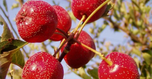 Chinese Hawthorn Crataegus Pinnatifida – Hardy Fruit Tree Seeds