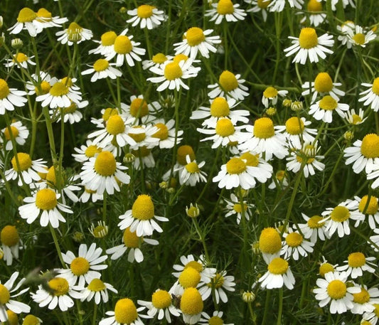 German Chamomile Matricaria Apple Scented Flowering Herb Seeds