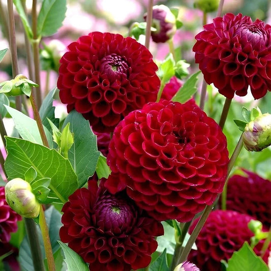 Dahlia Mixed Colors – Colorful Garden Flower Seeds
