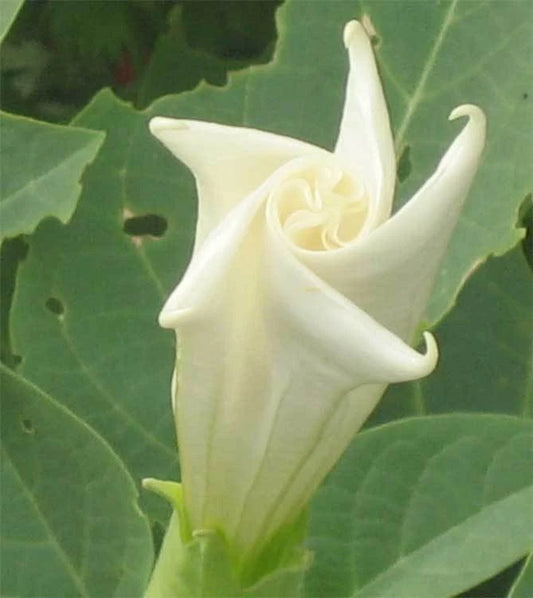 Moonflower – Fragrant Night Blooming Climbing Vine Seeds