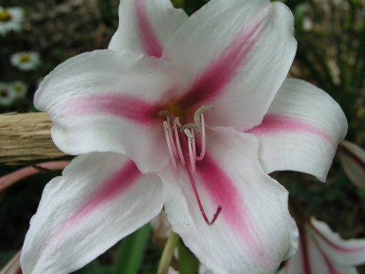 Crinum Lily Herbertii P F Reasoner Jumbo Blooming-Size Bulb American Classic