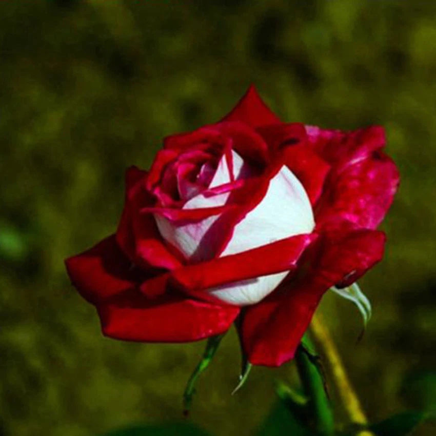 Tree Rose – White and Red Perennial Flower Seeds