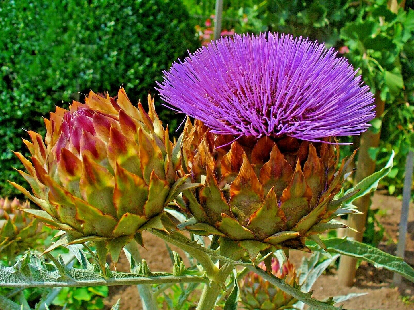 Cardoon Cynara Cardunculus – Hardy Perennial Vegetable Seeds
