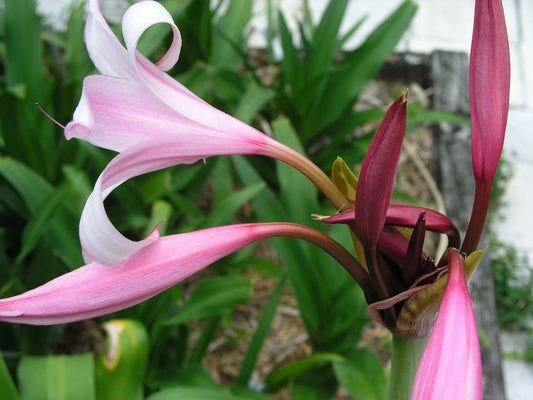 Crinum Lily Peachblow – Fragrant Fruit Seeds