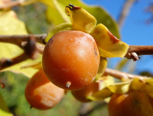 Date Plum Persimmon Seeds Diospyros Lotus Healthy Fruit Tree – Hardy Fruit Tree Seeds