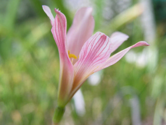 Rain Lily Habranthus Tubispathus – Rose Seasonal Flower Bulbs