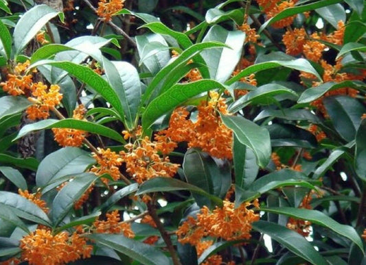 Sweet Tea Olive Osmanthus Fragrans – Evergreen Shrub Garden Seeds