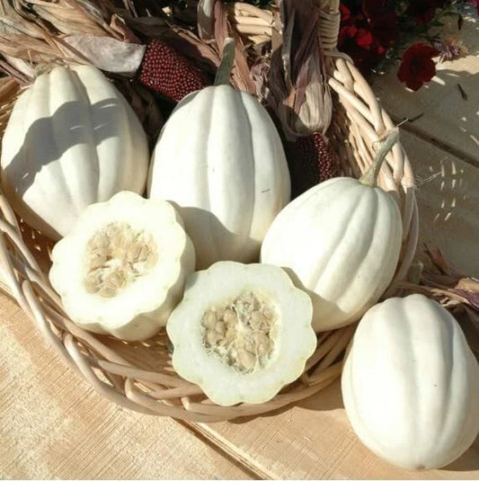 Mashed Potato Squash – Vegetable Seeds