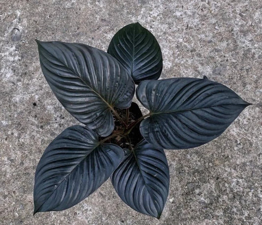 Homalomena Black Cardinal – Ornamental Foliage Plant Seeds