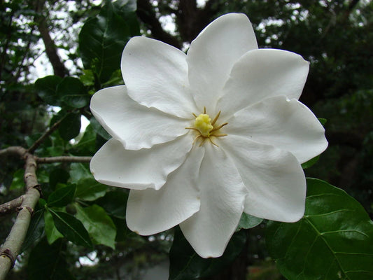 Wild Gardenia Thunbergia – Fragrant Shrub Tree Seeds