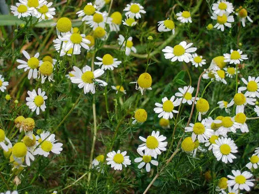 German Chamomile Matricaria – Apple Scented Flowering Herb Seeds