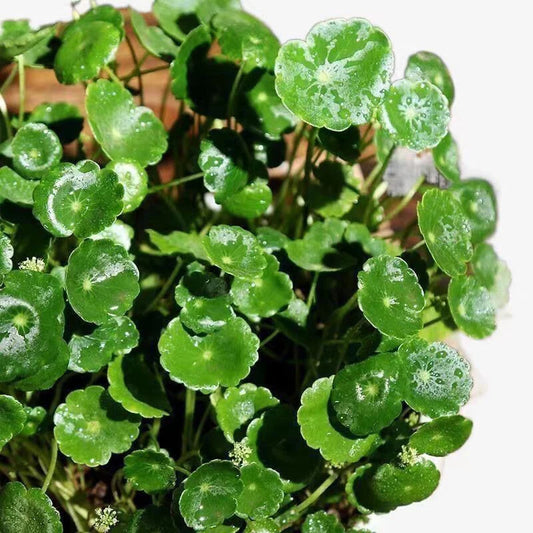 Hydrocotyle Leucocephala Pennywort Aquarium Plant Seeds for Planting