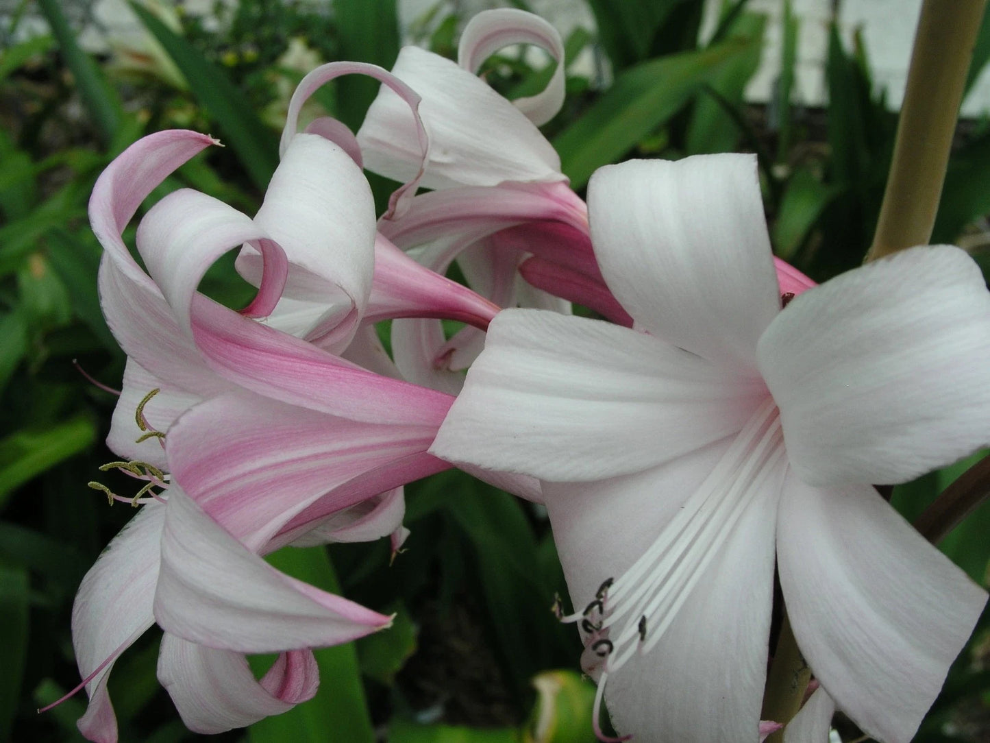 Crinum Lily Peachblow – Fragrant Fruit Seeds